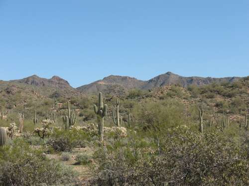 Desert Cactus Nature Landscape Dry Saguaro