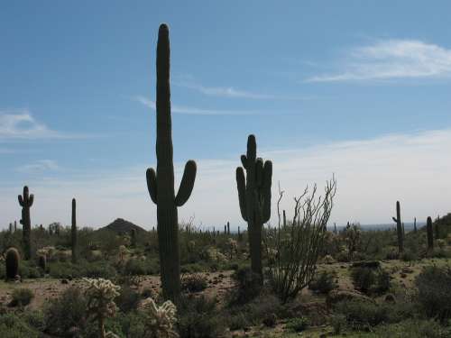 Desert Cactus Nature Landscape Dry Saguaro