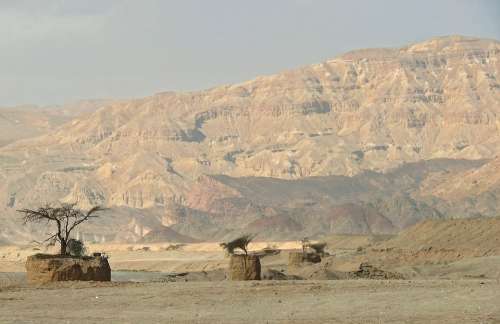 Desert Israel Trees Landscape Dry Desolate