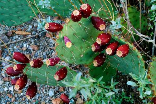 Desert Tucson Cactus Fruit Nature Landscape