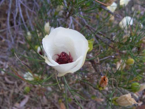 Desert Flower Flower Drought Outback