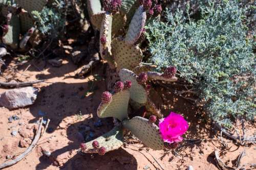 Desert Flower Desert Cactus Cacti Hot Dry Nevada