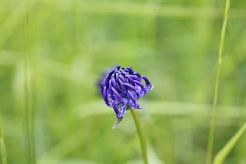 Devil'S Claw Blue Wild Flower Blossom Bloom