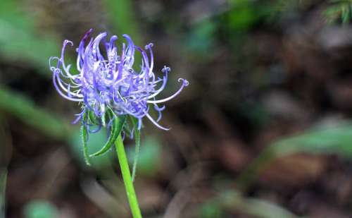 Devil'S Claw Flower Blossom Bloom Blue