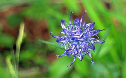 Devil'S Claw Flower Blossom Bloom Blue