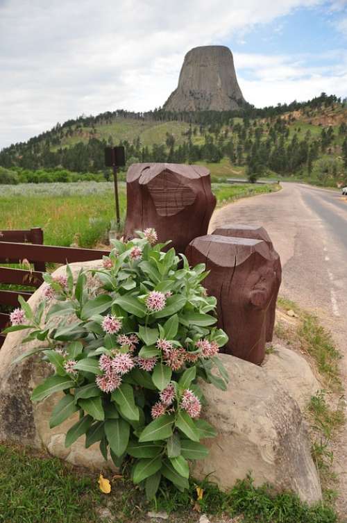Devils Tower Mountain Mountains Flowers