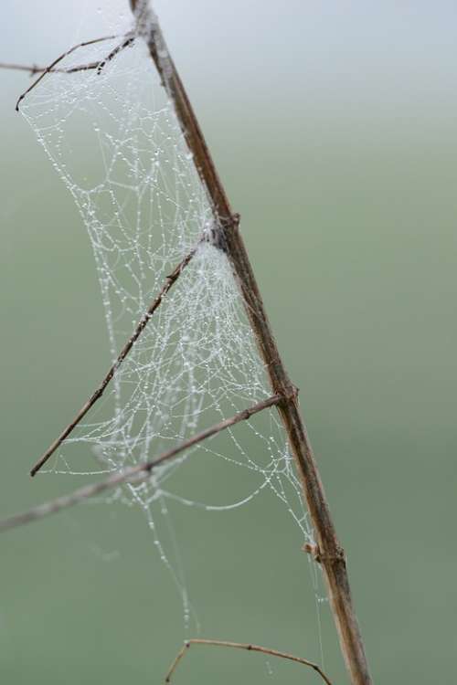 Dew Morning Cobweb Spider Spring Nature Branch