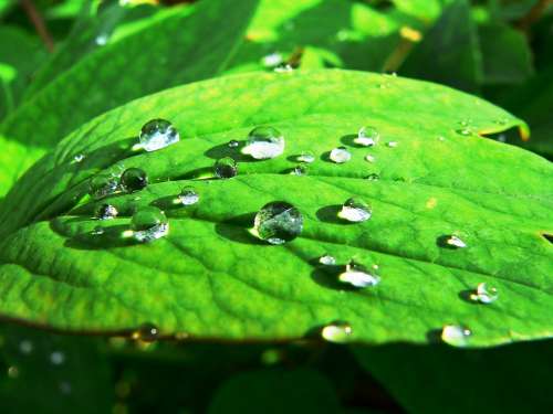 Dew Foliage Nature Drop