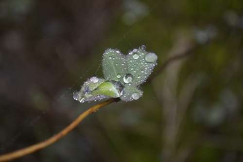 Dew Web Autumn Plant Drip Dew Drops Close Up
