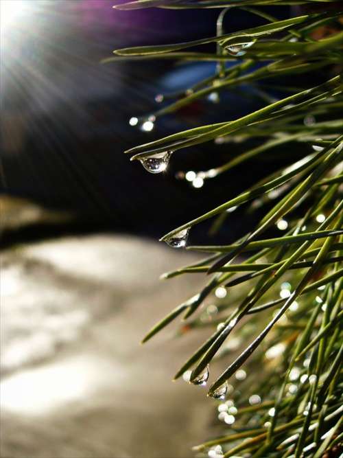 Dew Sun Drops Needles Dewdrop Water Pine Tree