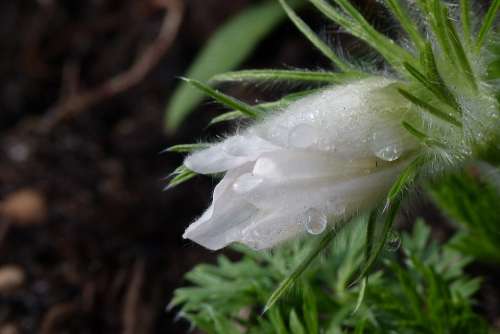 Dew Dewdrop Flower Plant