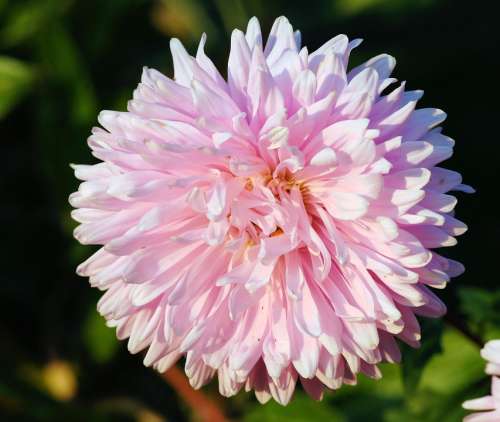 Dhali Flower Blossom Bloom Pink Plant Close Up