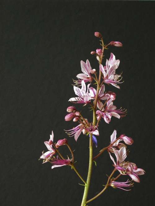 Dictamnus Flower Pink Nature Plant