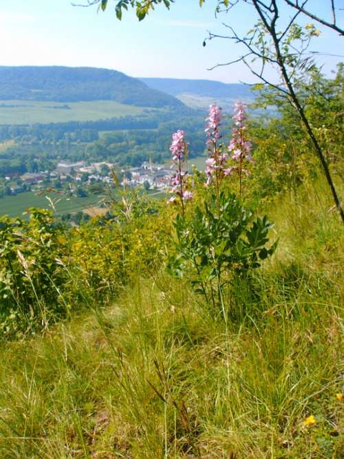 Dictamnus Wild Flower Mountainside