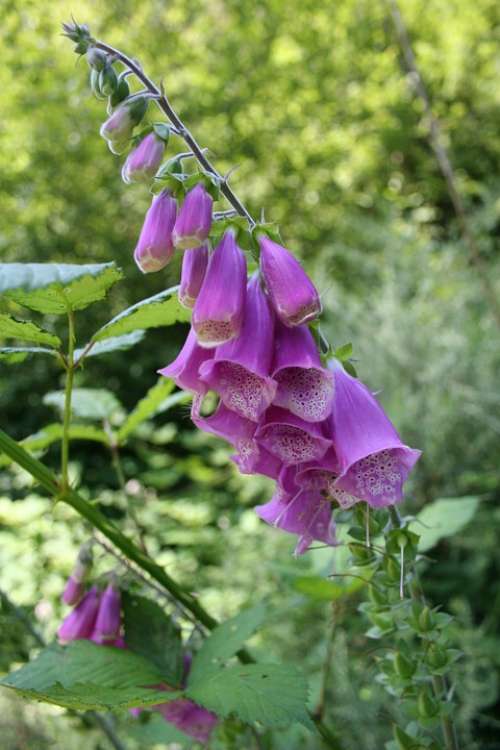Digital Flowers Purple Nature Plant