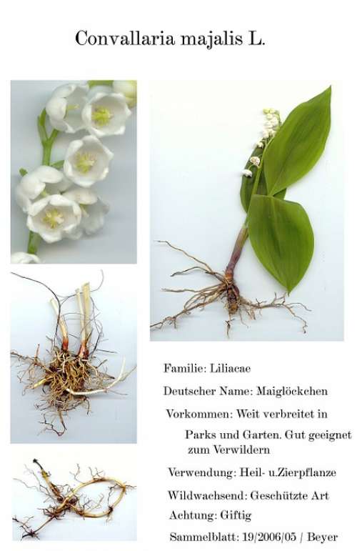 Digitized Herbarium Scanners Flower Garden