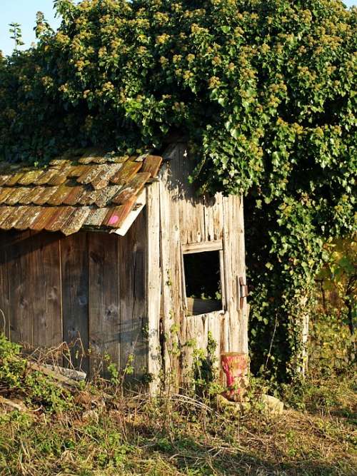 Dilapidated Break Up Overgrown Vine Cottage Old