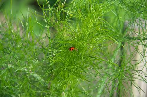 Dill Green Herbs Garden Ladybug Insect