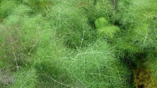 Dill Herbs Nature Plant Green Delicate Natural