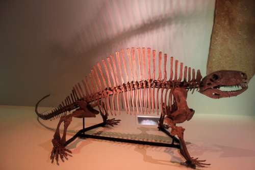 Dinosaur Skeleton Bones Fossils Prehistoric