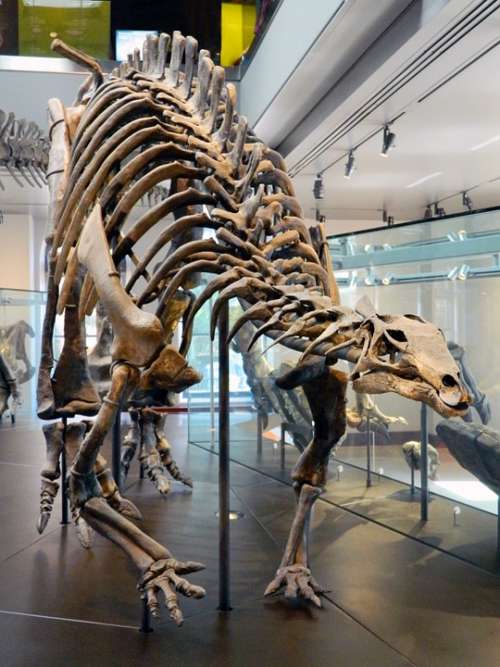 Dinosaur Jurassic Bones Museum Skeleton Dead