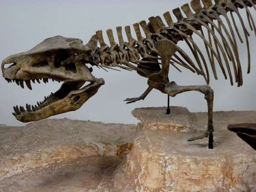Dinosaur Animal Dino Skeleton Bones Creature