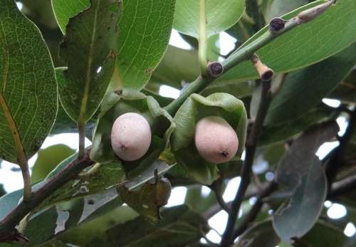 Diospyros Malabarica Kendu Baby Fruit Gaub Tree
