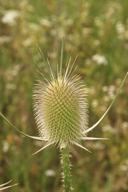 Dipsacus Flower-Head Flowers Sylvestris Teasel