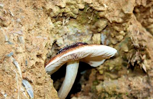 Disc Fungus Mushroom Nature Autumn Light Brown
