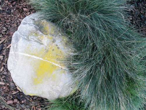 Discounts Ornamental Plant Stone Foundling Nature