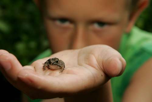 Discovered He Frog Holds Boy Kids Children