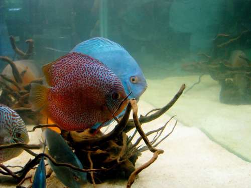 Discus Fish Fish Aquarium Fish Tank Water