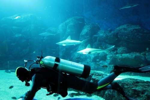 Diver Man People Aquarium Shark Water Tank