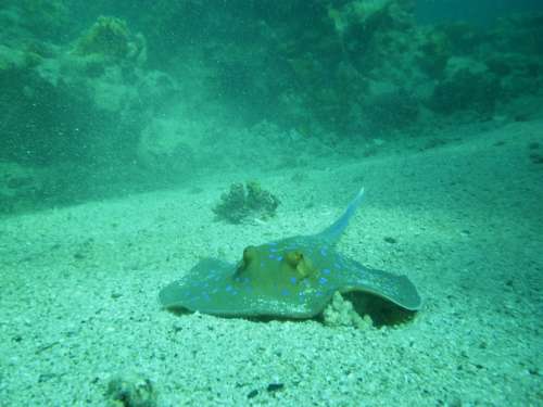 Diving Ray Sea