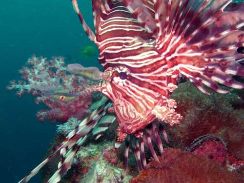 Diving Lionfish Under Water Southeast Asia So