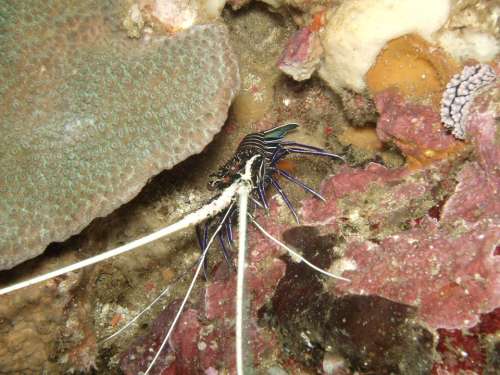 Diving Shrimp Under Water Southeast Asia So
