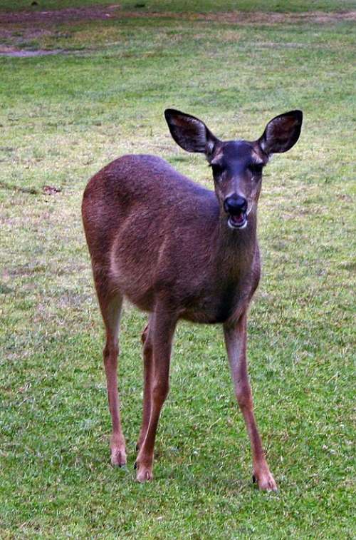 Doe Deer Grass Eating Golf Course