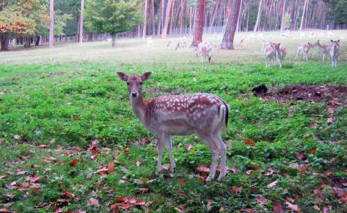 Doe Fallow Deer Fur Stains Antler Scoop Graze