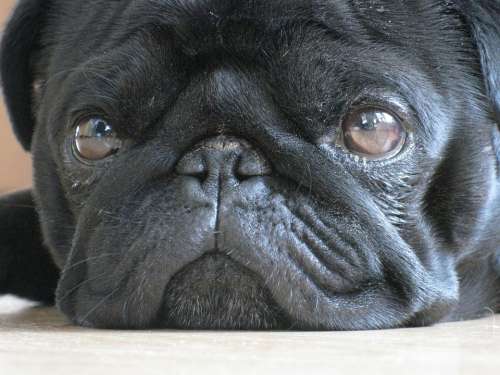 Dog Pet Pug Black Lying Head Eyes