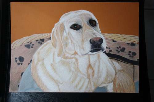 Dog Labrador Animal Colored Pencil Drawing