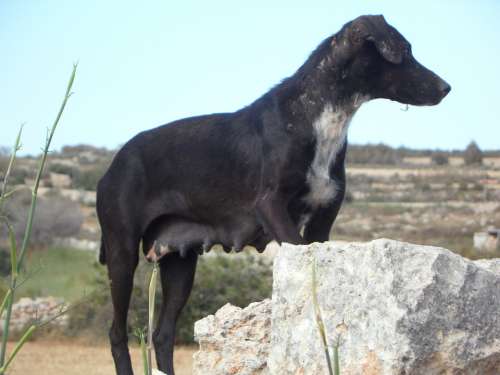 Dog Guards Guard Vigilant Waiting Watch Mindful