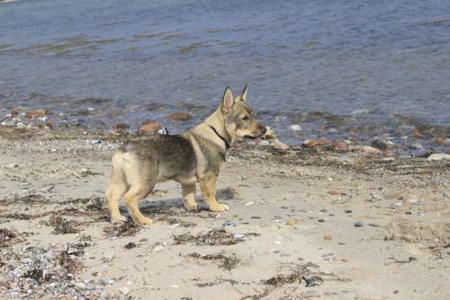 Dog Beach Westgoetaspitz Sea