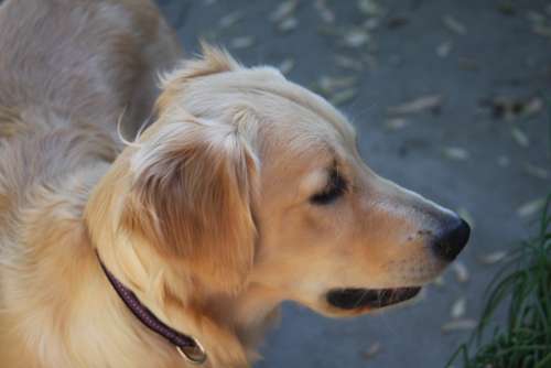 Dog Golden Retriever Puppy Animal Fur Soft Pet