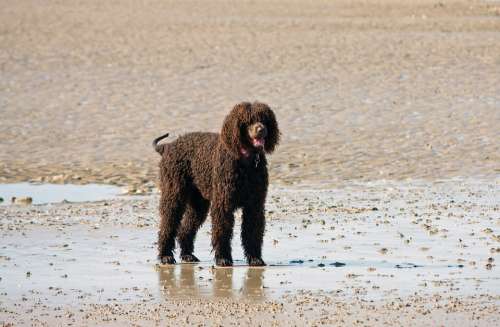 Dog Labradoodle Brown Beach Sand Wet Coast