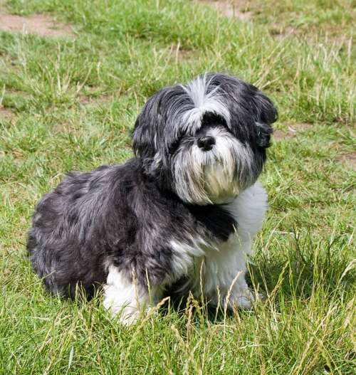 Dog Shih Tzu Cute Animal Pet Sitting Canine