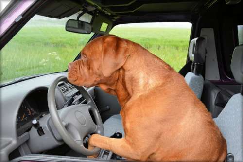 Dog Dogue De Bordeaux Pet Car Driving Steering