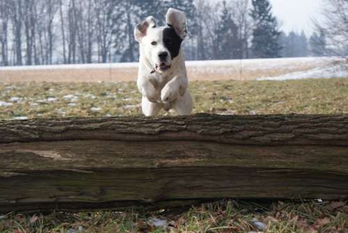Dog Animal Friend The Jump Agile Pet