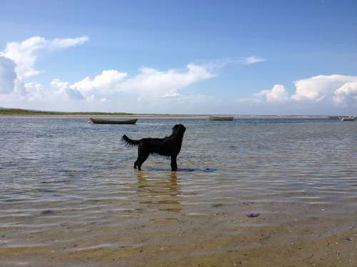 Dog Black Black Dog Water Nature Landscape Bay