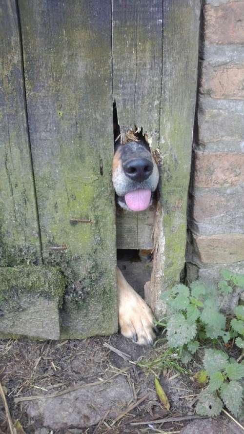 Dog Snout Door Animal Hole