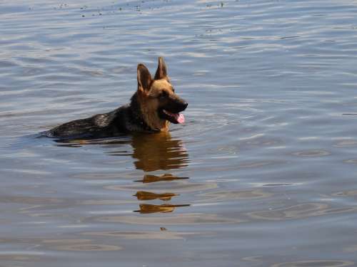 Dog Shepherd Floats River Ripple Sun